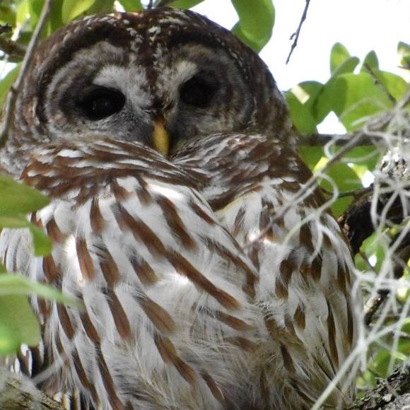 Meet your Posher, Dawn - Picture 1 of 1